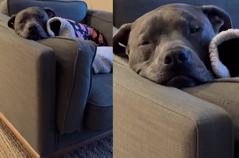 狗狗「西米」（Simey）一臉睡眼惺忪的躺在沙發上休息，舒服的室溫與毛毯讓牠昏昏欲睡。（圖／翻攝自IG @big.head.boys）