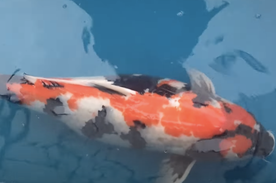 這隻品種為「昭和三色」（SHOWA SANKE）的錦鯉長到了86公分。（圖／翻攝自YouTube「錦鯉 セラチャンネル」）