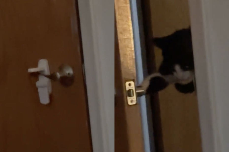 有隻可愛黑白色貓咪高高掛在門把上，並伸出一隻手熟練得推開門。（圖／翻攝自抖音 @toadre_）