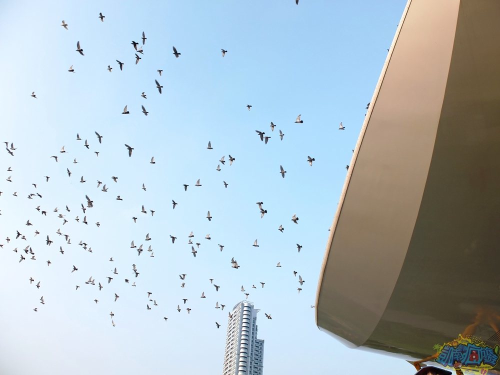 ▲鴿子盤聚上空齊飛的畫面也是中央公園最具特色的景觀之一。