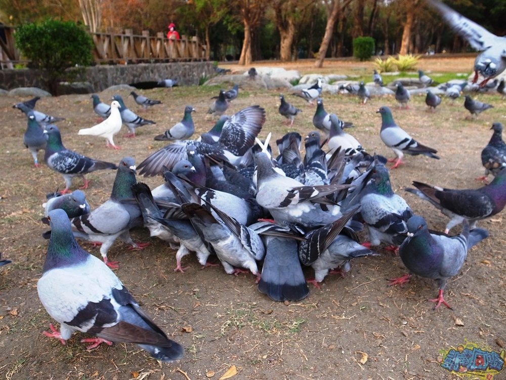 ▲拿起相機捕捉群鴿亂舞的一幕，來到高雄中央公園怎麼能錯過呢！