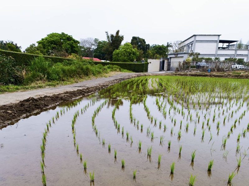 石門水庫蓄水率跌破4成，農民擔憂雨量持續不足，恐影響今年水稻收成。市府農業局則表示，目前供水狀況穩定，將持續觀察。圖為龍潭稻田現在狀況。圖／桃園市農業局提供