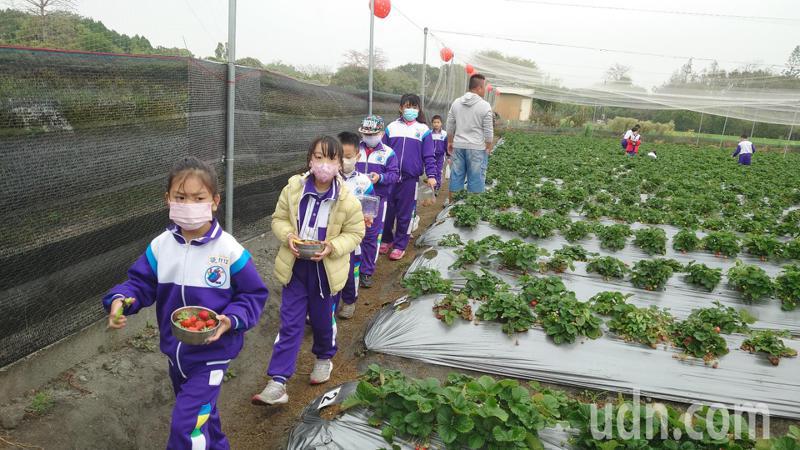 彰化縣田尾鄉農會舉辦食農教育，小朋友開心捧著草莓回家。記者簡慧珍／攝影