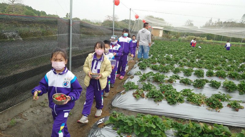 彰化縣田尾鄉農會舉辦食農教育，小朋友歡喜捧著草莓回家。記者簡慧珍／攝影