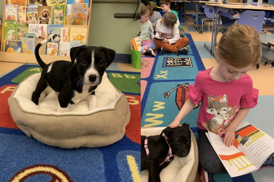 美國德拉瓦州一名小學老師發起了一項小狗治療計畫，讓收容所裡的救援小狗進入校園陪伴孩子們讀書。（圖／Foster Tales Puppy Therapy）