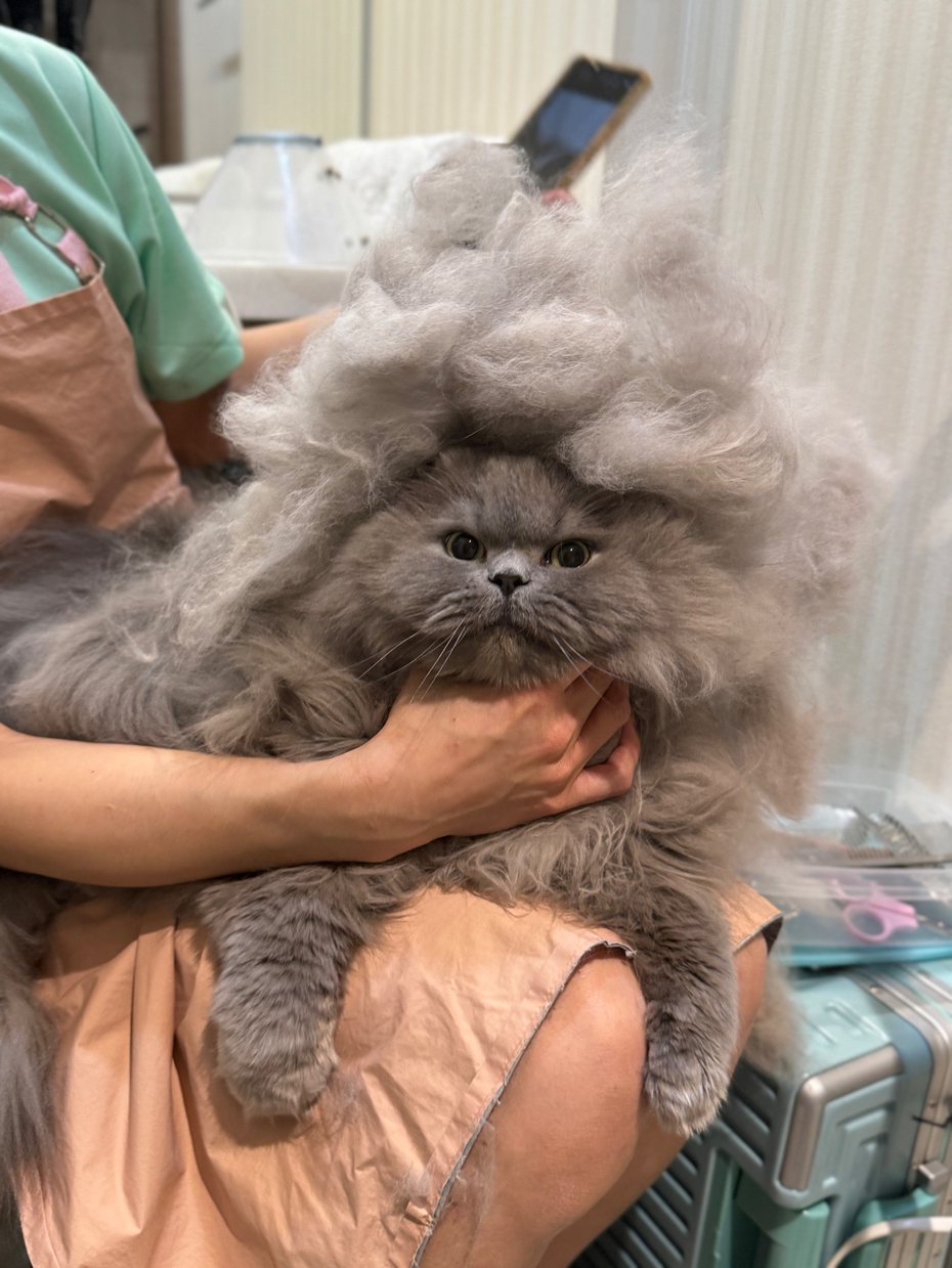 一名網友幫自家灰貓梳毛，沒想到毛量多到連梳子都帶不起來，就這樣附著在貓咪身上，模樣看起來相當驚人，不少網友驚呼「這根本就是在身上又多長一隻貓的感覺」。 （圖/取自X)