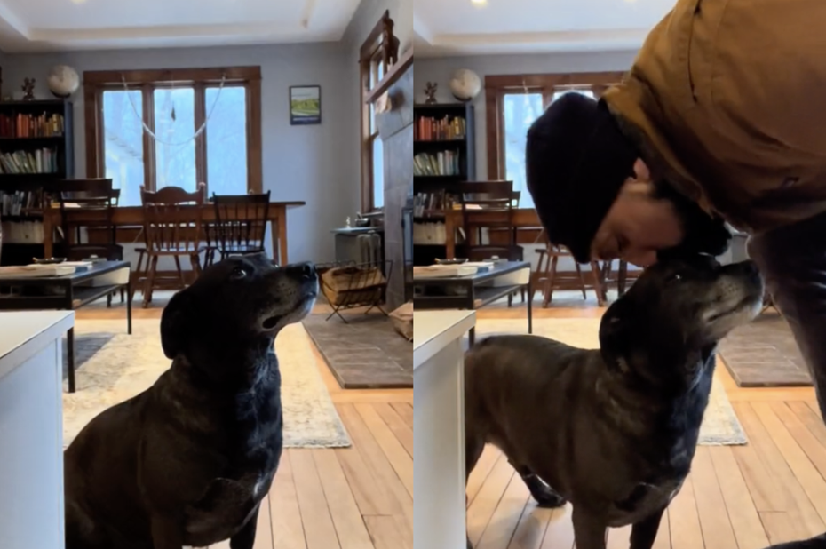 黑色狗狗平時開飯時都會習慣先坐在原地等待，直到最愛的爸爸走向自己並獻上「深情之吻」後才願意開動。（圖／翻攝自抖音 @sagarjha023）