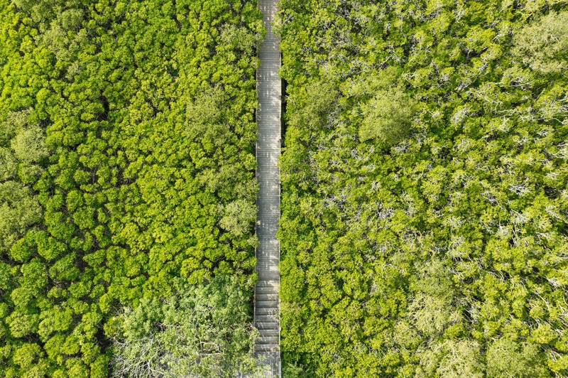 新豐紅樹林生態保育區是北台灣唯一有水筆仔、海茄苳混生的紅樹林。記者葉信菉／攝影