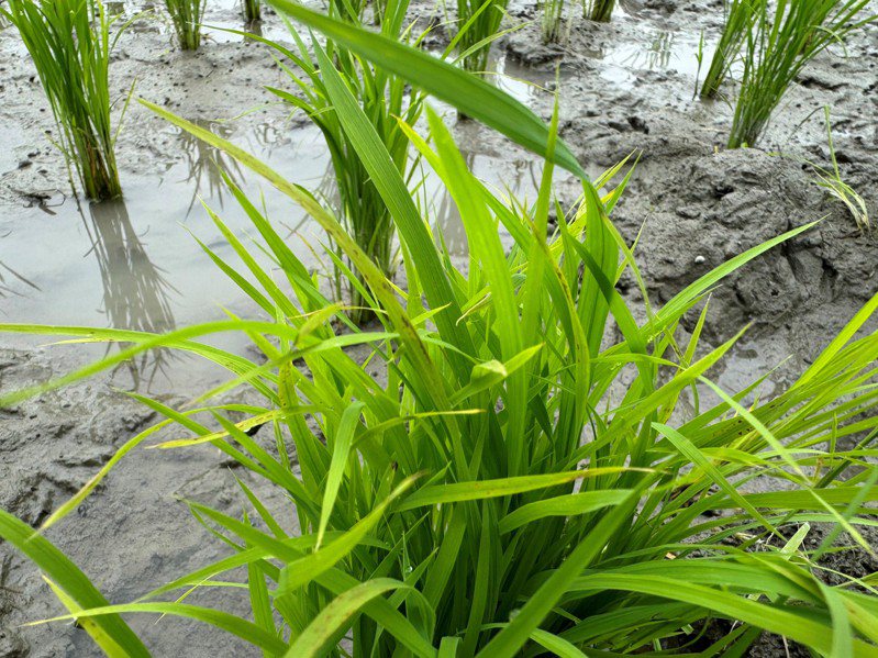 近日天氣變化劇烈，花蓮縣政府監測發現，南區水稻田已有葉稻熱病現蹤。圖／縣府提供
