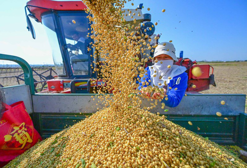 大陸近年積極加強大豆生產技術和產能，圖為河南省洛陽市孟津區會盟鎮黃河岸邊的下古村，農民收穫大豆。（新華社）