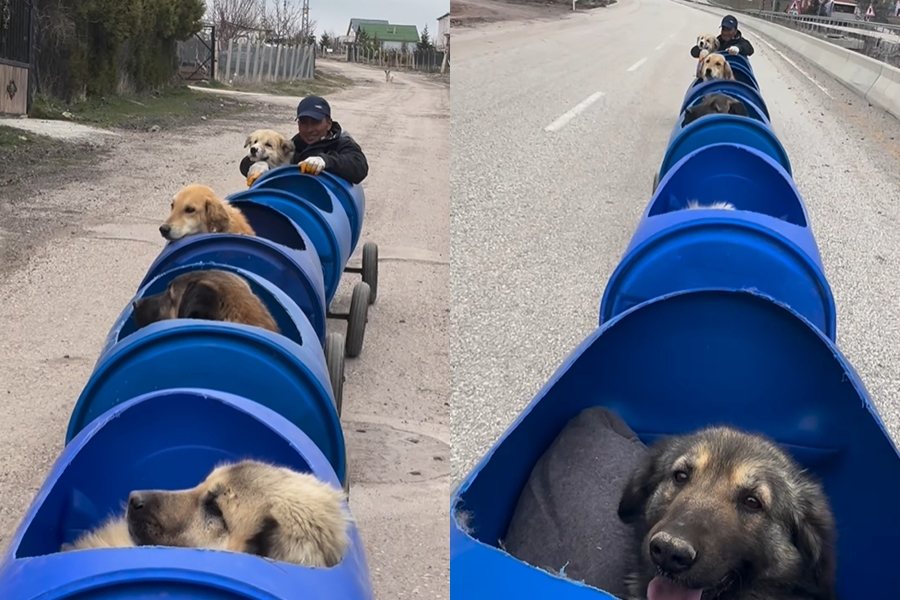 布琪為收容所的狗狗們打造專屬火車。圖擷自IG@kopekvelisiii