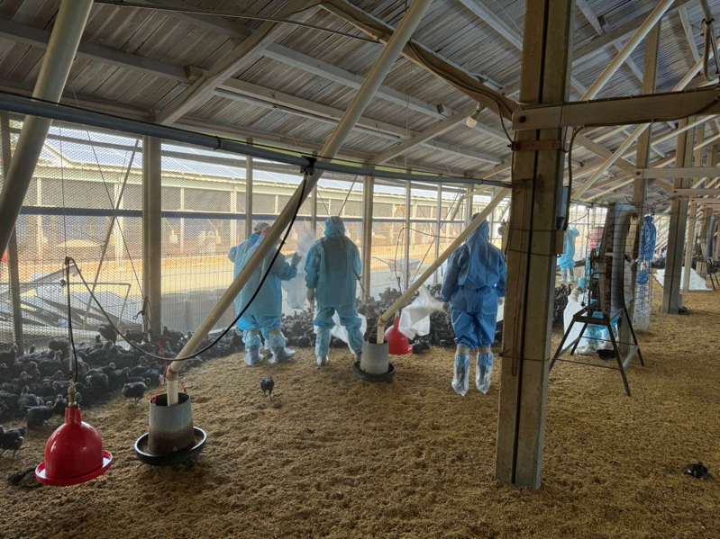 雲林縣虎尾鎮1處土雞場今天確診H5N1，動植物防疫所派員撲殺1萬1108隻32日齡黑羽土雞，並完成場區清潔消毒。圖／雲林縣政府提供