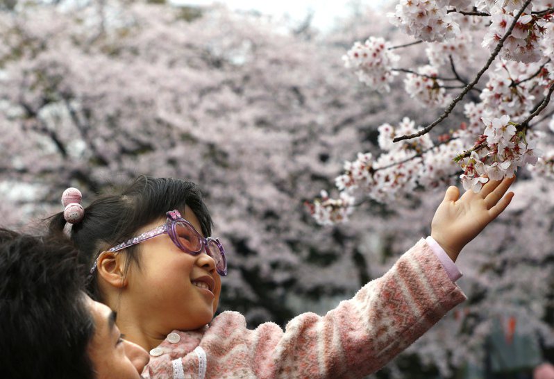 日本櫻花季即將開跑，根據最新天氣預報，這週末起東京、大阪等地的櫻花會陸續開花。圖／美聯社資料照