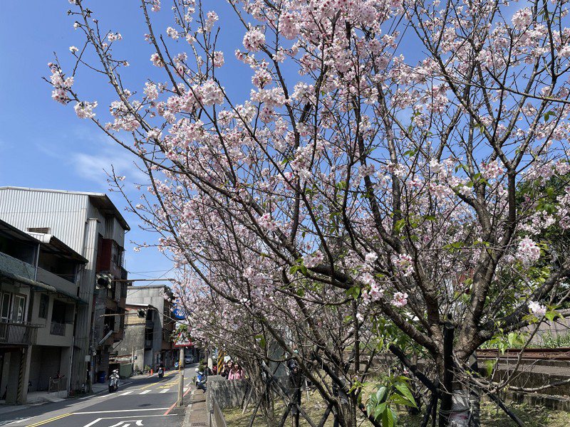 瑞芳區柑坪里平交道旁一整排近百棵的吉野櫻花樹，攝影愛好者特地來拍攝火車行駛而過與櫻花的美景。圖／觀天下有線電視提供