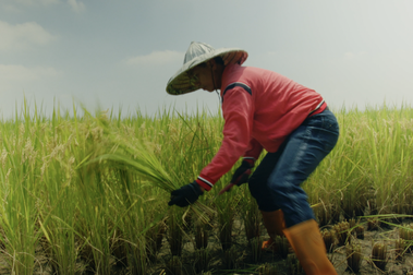 舊振南推動「永續善食計畫」在高屏地區與農夫合作，培育榮獲日本金獎的冠軍米高雄147號。 圖／拾光FoodChill提供