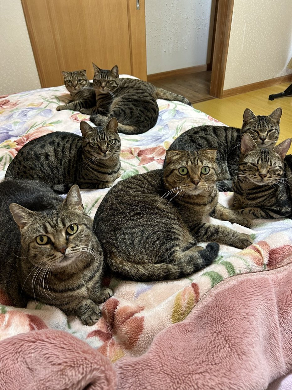 一名女網友跟老公吵架，發現家中飼養的7隻貓咪都在身後看著自己，就像是在為自己加油打氣助陣一般，讓女網友相當感動。 （圖／取自推特）