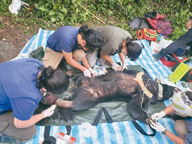 台灣黑熊達古阿里是成年公熊，去年7月曾因受困套索導致左前肢受傷，如今換成左後肢誤觸套索陷阱，令人不捨。圖／林保署花蓮分署提供