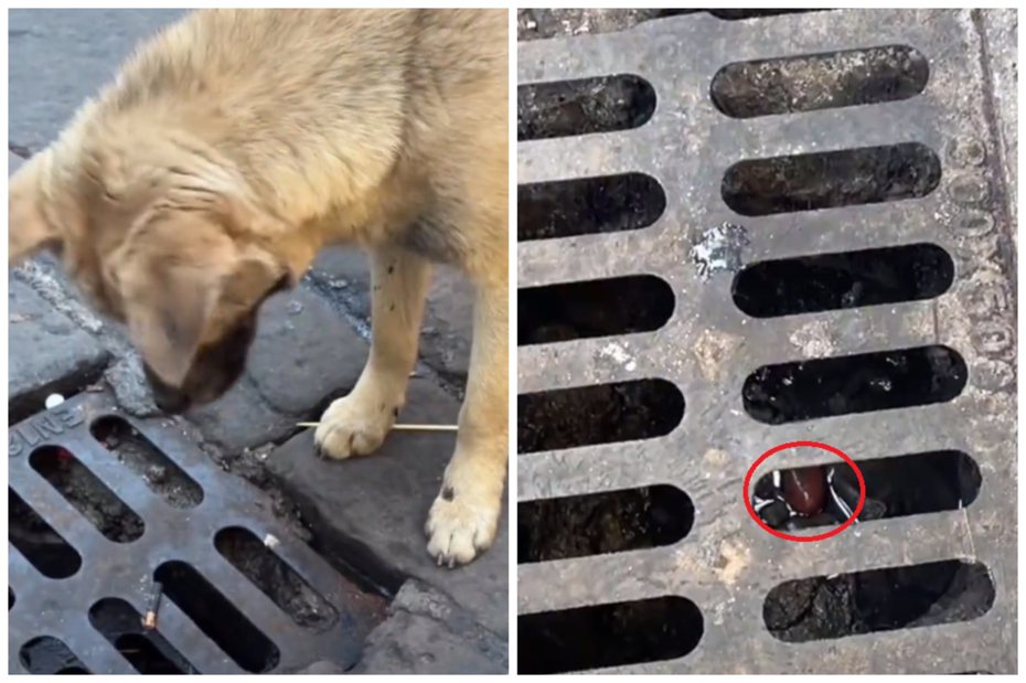 狗狗的烤腸掉到下水道裡，讓牠無奈又惋惜地直盯著水溝，甚至口水都滴出來。圖取自抖音