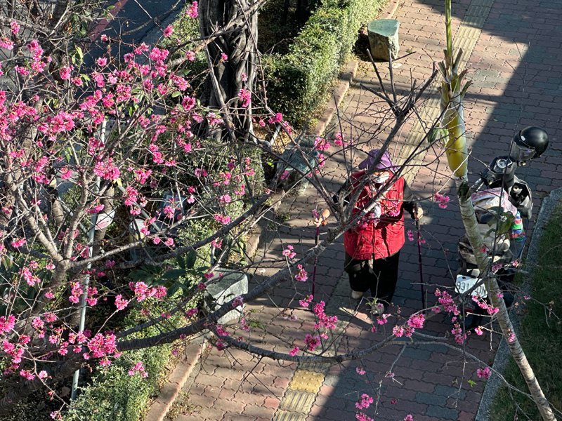 台南市延平國中櫻花園櫻花陸續綻放，也是市區難見的美景。記者鄭惠仁／攝影