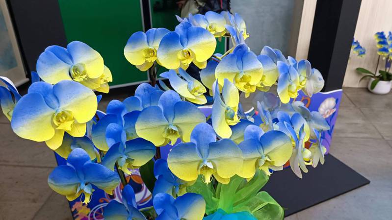 台南後壁蘭花生技園區世茂農業生技公司2022年運用最新奈米噴染技術，將雪白蝴蝶蘭以烏克蘭國旗蘭黃藍配色成「烏克蘭蘭花」而全球暴紅。本報資料照片