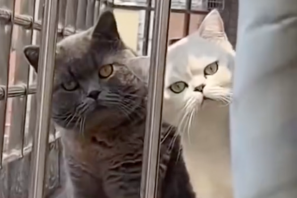 有女子拍下隔壁兩隻貓咪經常跑到陽台與她對望。圖/翻攝自微博