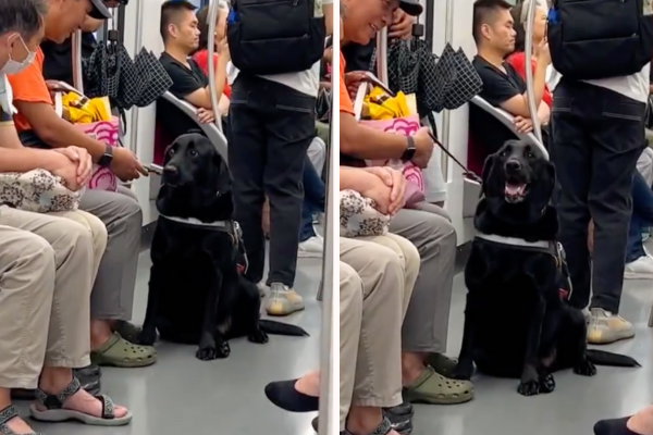 上海有導盲犬陪主人坐火車，被一旁乘客拍拍頭後原本緊張的神情變得開心起來。圖/翻攝自微博