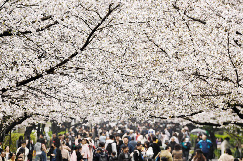 針對櫻花季，秋田白神觀光公布5個賞櫻秘境，要讓台灣旅客赴日本賞櫻也可避開人擠人的人潮。法新社