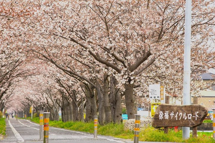佐賀市的徐福自行車道全長5公里，櫻花綻放時宛如騎在絕美櫻花隧道中。　圖：佐賀觀光連／提供