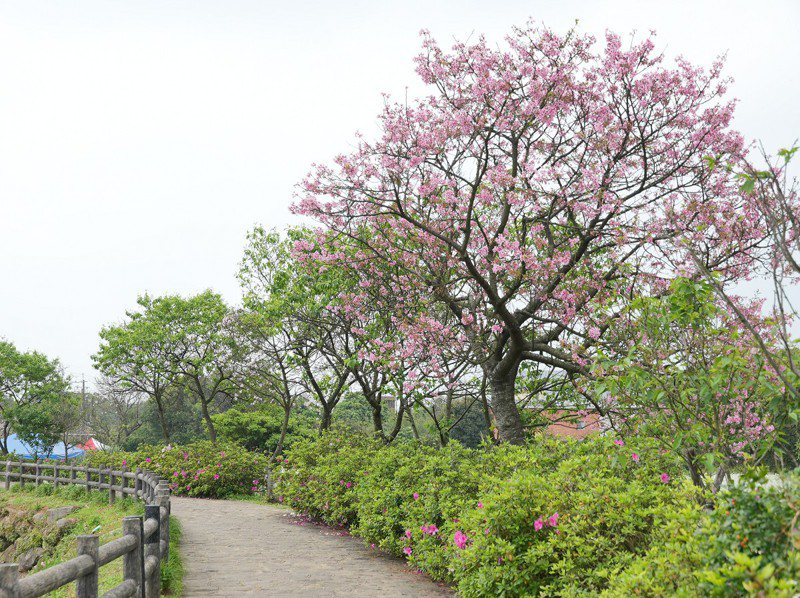 三芝櫻花盛開預計還有一週的花可以欣賞，三和社區也邀請喜愛粉色櫻花的民眾把握花季尾聲來到三生步道健行賞花。圖／紅樹林有線電視提供