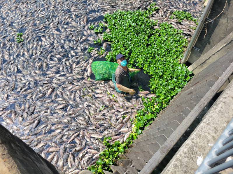 台中市大里區位在十九甲派出所前的頭汴坑溪，這兩天又出現大量魚群暴斃。圖／江和樹提供