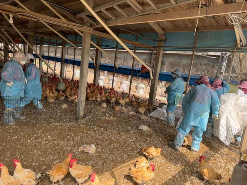 雲林縣今天再添一土雞場確診H5N1亞型高病原性禽流感，雲林縣動植物防疫所表示，這是今年至今第15場確診禽流感的禽場，今已完成撲殺2萬3571隻50日齡的紅羽土雞。圖／雲林縣政府提供