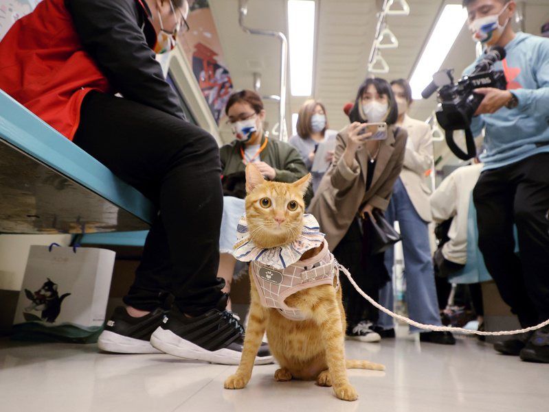 台北捷運公司曾推出捷運寵物專車限定活動，民眾攜帶寵物貓上車，寵物直接搭捷運。聯合報系資料照片／記者曾原信攝影