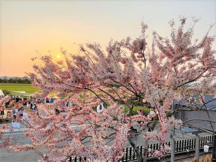 ▲金砂里花旗木步道的粉色花廊，吸引民眾前來賞花。　圖：台南市政府觀光旅遊局／提供