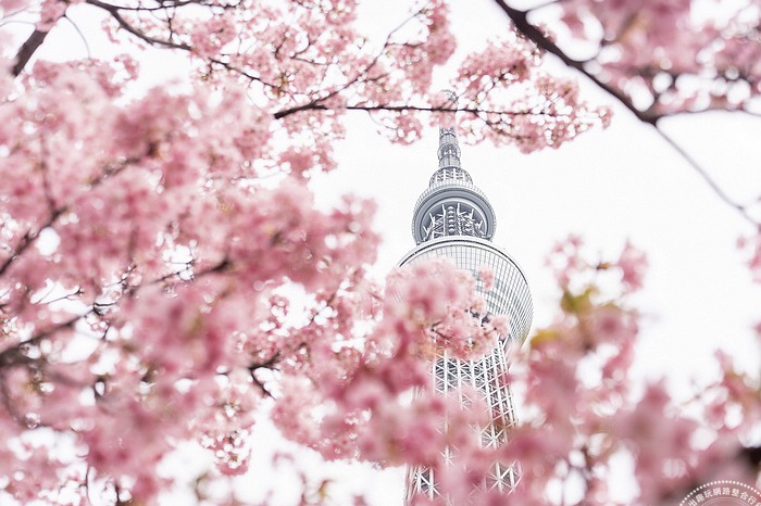 東京晴空塔下賞櫻獨一份 周邊景點、購物、美食一把抓