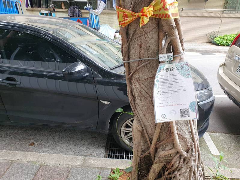 台北市撫遠公園外的路樹，已被貼上將移除公告。記者邱書昱／攝影