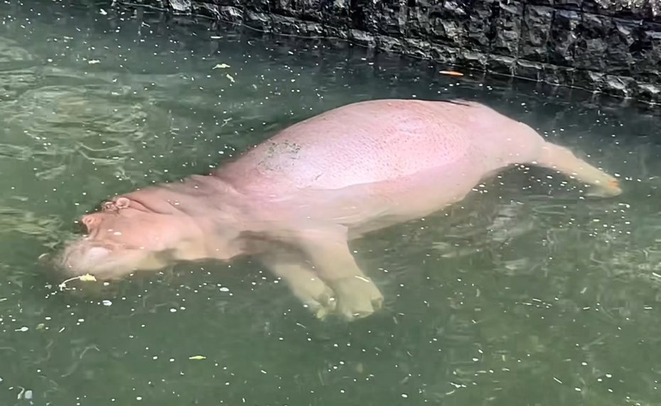 高雄市壽山動物園的河馬區日前被拍到一幕「粉紅浮屍」，園方解釋這其實是其中一隻河馬「香香」在水位還沒滿的時候就急著去泡澡。圖擷自臉書/Shou Shan Zoo 壽山動物園