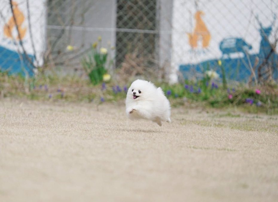 最近一張照片在網路上瘋傳，一隻白色狗狗就像是棉花糖在空中飛一樣，不少網友相當好奇到底是什麼品種，結果飼主公布答案讓眾人都相當驚訝。 (圖/取自推特)