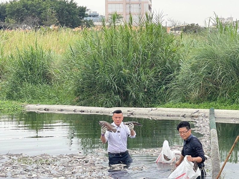 台中市大里區位在十九甲派出所前的頭汴坑溪，25日出現大量魚群暴斃。圖／江和樹提供