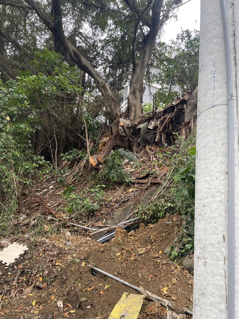 新竹市大學路51巷本月19日發生路樹倒塌連帶拉倒電線桿，造成1名路過女騎士被壓重傷，送醫不治。圖／立委鄭正鈐國會辦公室提供