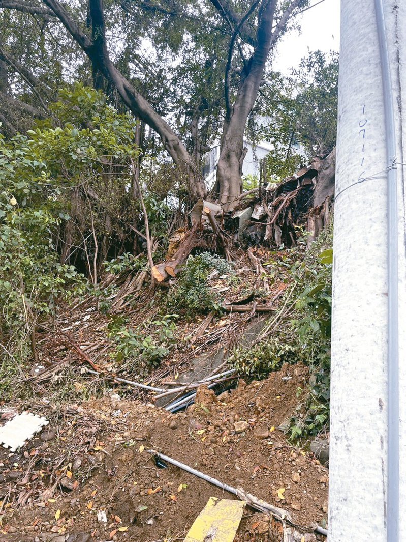 竹市大學路51巷19日發生路樹倒塌連帶拉倒電桿，造成路過女騎士被壓重傷不治。圖／鄭正鈐辦公室提供