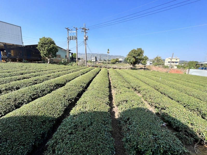 國土計畫法重新畫分全國土地，茶農擔心土地被畫為保育地區第一類，影響茶葉種植和生計。本報資料照片