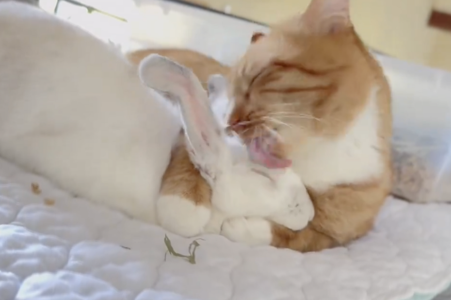 橘貓「Albert」（アルバート）僅僅將兔兔「柚葉醬」（ゆずり葉）摟在懷中舔舔，從臉頰一路舔到耳朵。（圖／翻攝自推特 @IzuYuta）