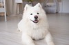 薩摩耶犬的「微笑特調」不藏私公開！天生擁有臉部3大黃金比例 不被迷倒才怪