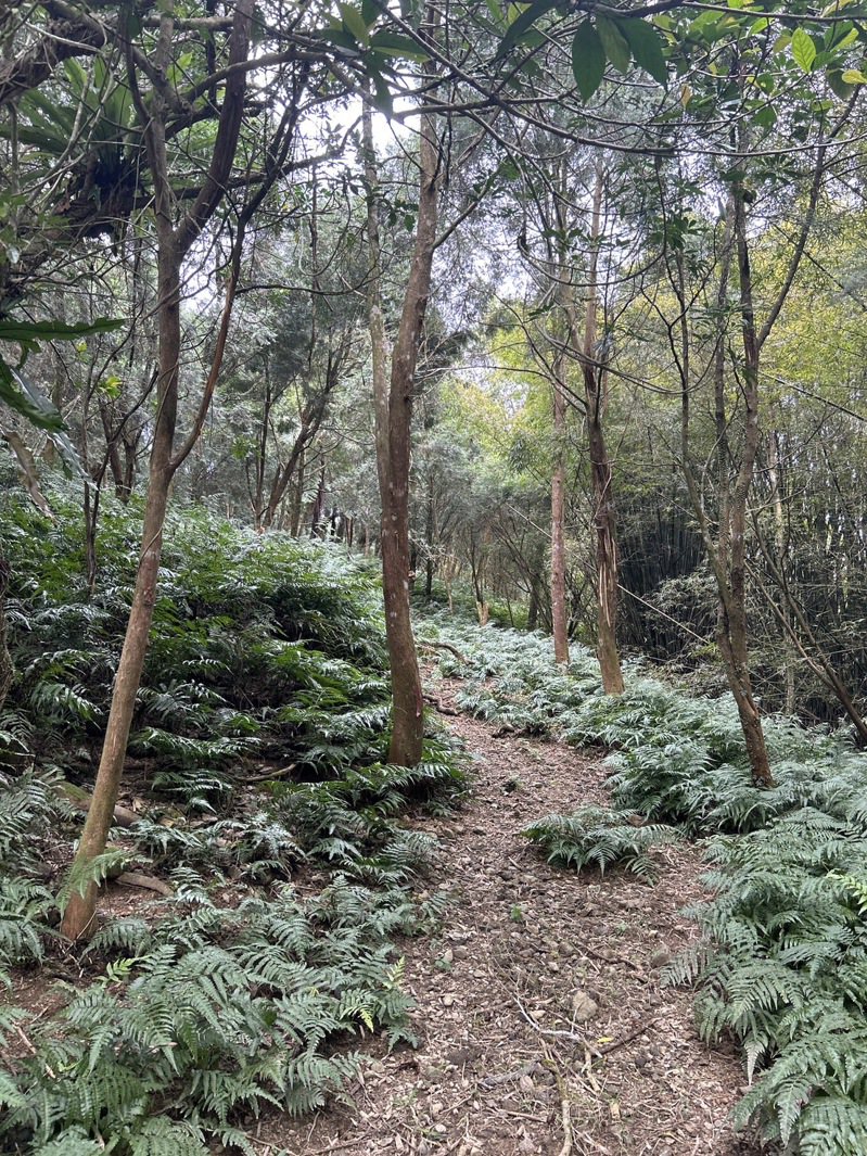 串连员山乡两大景点「灯篙林道」与「望龙埤」的步道秘境，大致成形。图／林建成提供