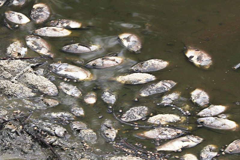 桃园市龙潭区有民众投诉，住家附近的池塘遍布上百条死鱼，向相关单位投诉却多日无人处理。环保局回应，已要求池塘地主尽快清理。图／读者提供