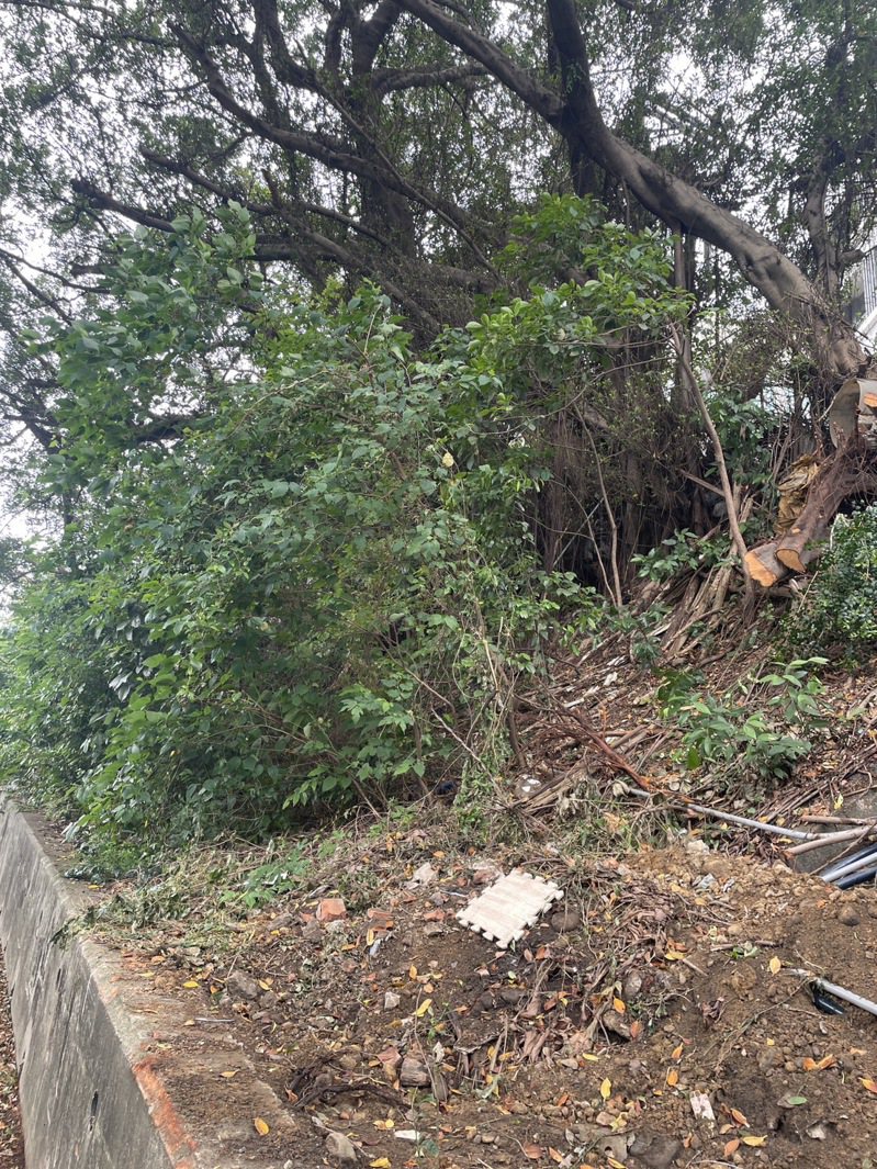 新竹市大學路51巷本月19日早上發生一起樹木倒塌意外，一名女騎士遭波及重傷身亡。圖／立委鄭正鈐國會辦公室提供