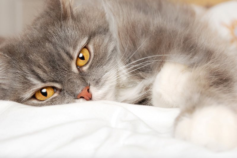 日本有位資深貓奴撰文分享，人類常見的四種情緒在貓咪的字典裡絕對找不到，分別是：後悔、反省、顧慮、自卑。 ingimage示意圖