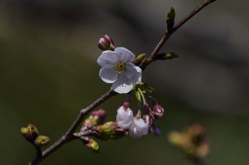 日本氣象廳今天宣布，東京千代田區靖國神社的標本木已經開花。 法新社