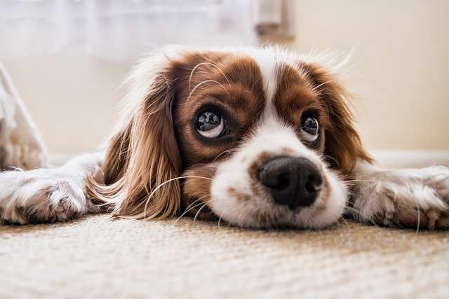 6大熱門狗狗種類療癒狗奴們的心！你家毛孩上榜了嗎？ 圖片來源/:Pixabay
