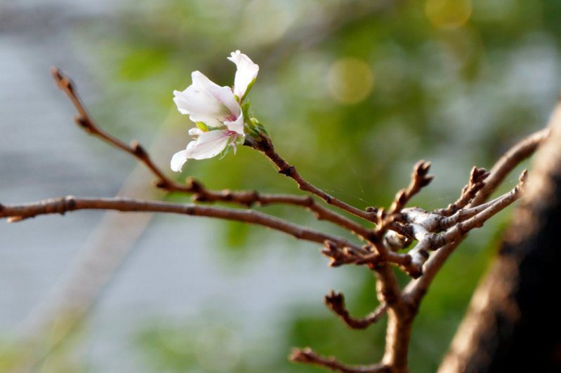 日本東京今年的櫻花開花比往年要晚。路透資料照
